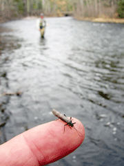 A good day for stoneflies and old friends