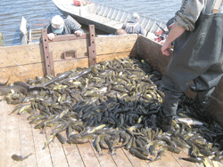 Moody Lake rough fish population being reduced using Legacy revenues 