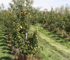 Apple orchard activity accelerated this autumn