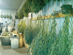 County Sheriff's Department busts good-sized marijuana grow site