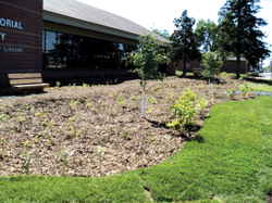 Clean water fund helps clean storm water and educate public on benefits of installing rain gardens
