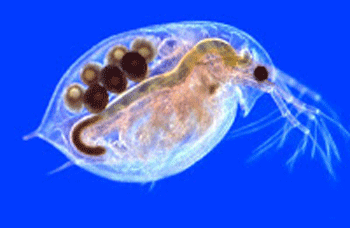 So. Center Lake 700-year old organism 'resurrection' one for the evolution ecology record books