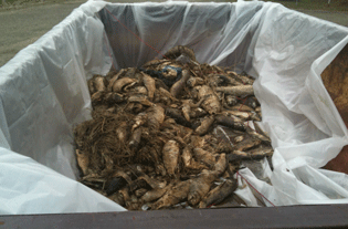 LID has hauled off 12 tons of dead fish from area lakes