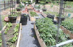 Community gardens are hubs for learning-while-growing, says Master Gardener programmer
