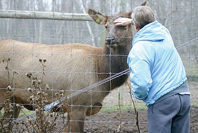 Lindstrom couple hears call of the wild in elk farming