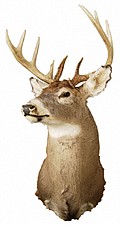 Check rules before putting up deer stands or clearing shooting lanes