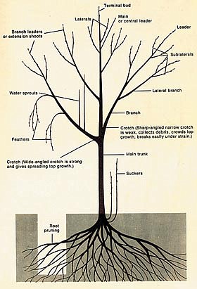 Dormant season pruning for mature trees