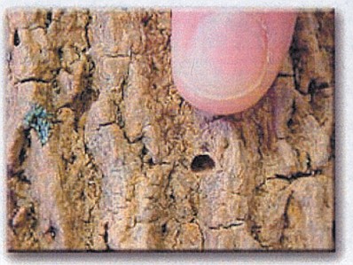 Weed inspectors gather for annual heads-up on noxious plants, pests; hear of ditch hay concerns