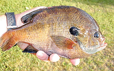 Big sunfish remain in the shallows