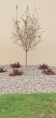 High school landscapers help beautify district buildings