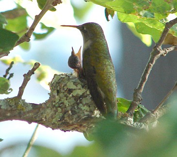 DNR seeks volunteers to provide hummingbird flower information