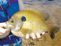 Bluegills, bass and Batman