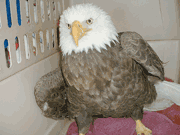 King should fully recover; let's try to return him here 