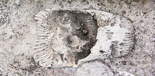 Photo detail