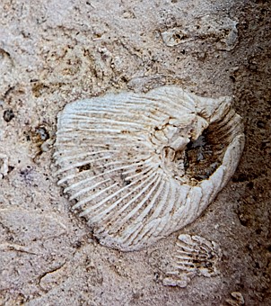 Photo detail